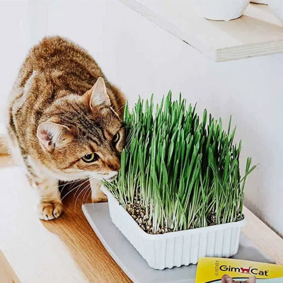 GIMCAT hydrograss foto